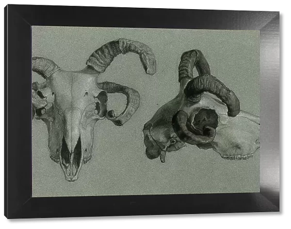Rams Skulls, n.d. Creator: George Hayter