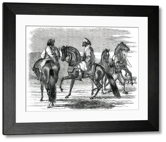Framed Print : Barbs Presented to Queen Victoria by the Emperor of Morocco, 1850. Creator: Unknown Framed Print : Barbs Presented to Queen Victoria by the Emperor of Morocco, 1850. Creator: Unknown