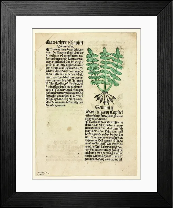 Framed Print : Figwort (recto), and Bloodroot (verso), from Gart der Gesundheit (Garden of Health)... 1929. Creators: Unknown, Johann Schönsperger the Elder, Johannes de Cuba, Wilhelm Ludwig Schreiber Framed Print : Figwort (recto), and Bloodroot (verso), from Gart der Gesundheit (Garden of Health)... 1929. Creators: Unknown, Johann Schönsperger the Elder, Johannes de Cuba, Wilhelm Ludwig Schreiber