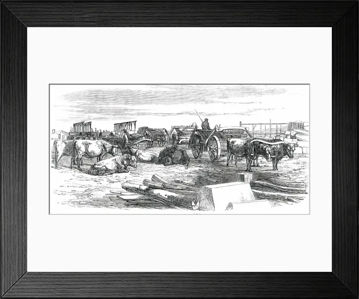 Framed Print : Russian Bullock Carts, 1850. Creator: Unknown Framed Print : Russian Bullock Carts, 1850. Creator: Unknown