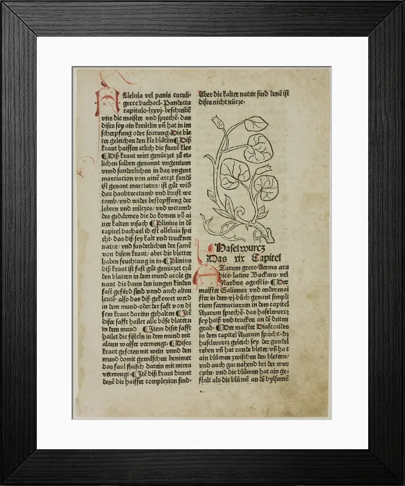Framed Print : Hazelwort from Gart der Gesundheit (Garden of Health), Plate 16...1487...assembled 1929. Creators: Unknown, Konrad Dinckmut, Johannes de Cuba, Wilhelm Ludwig Schreiber Framed Print : Hazelwort from Gart der Gesundheit (Garden of Health), Plate 16...1487...assembled 1929. Creators: Unknown, Konrad Dinckmut, Johannes de Cuba, Wilhelm Ludwig Schreiber