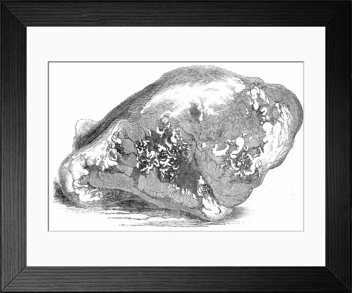 Framed Print : Lump of Gold from California - value £500, 1850. Creator: Unknown Framed Print : Lump of Gold from California - value £500, 1850. Creator: Unknown