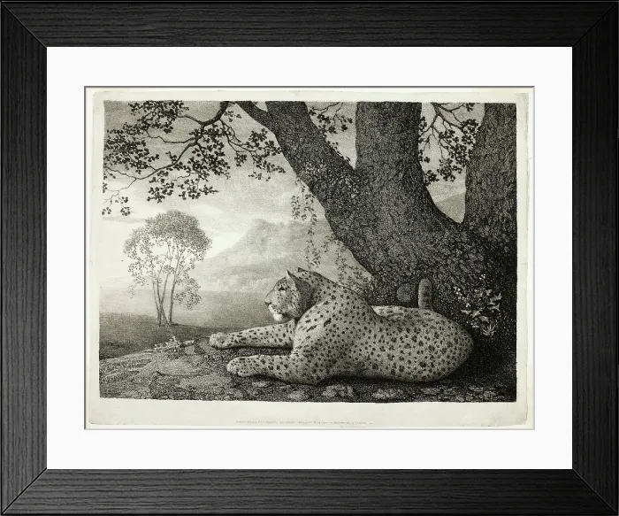 Framed Print : A Tyger (A Recumbent Leopard by a Tree), May 1, 1788. Creator: George Stubbs Framed Print : A Tyger (A Recumbent Leopard by a Tree), May 1, 1788. Creator: George Stubbs