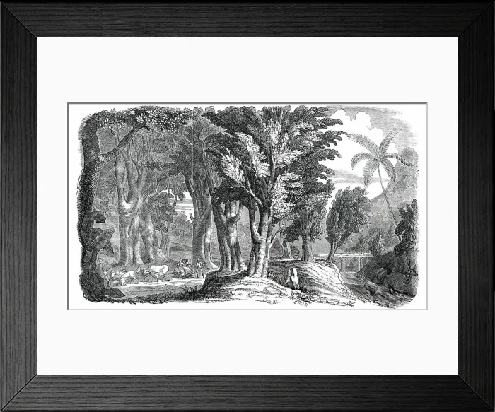 Framed Print : Mahogany Trees in the West Indies, 1850. Creator: Unknown Framed Print : Mahogany Trees in the West Indies, 1850. Creator: Unknown