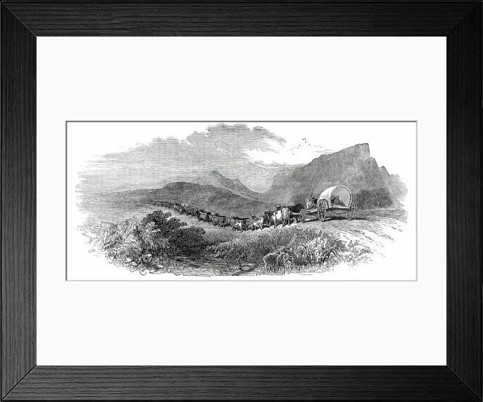 Framed Print : Cape Waggon, 1850. Creator: Unknown Framed Print : Cape Waggon, 1850. Creator: Unknown