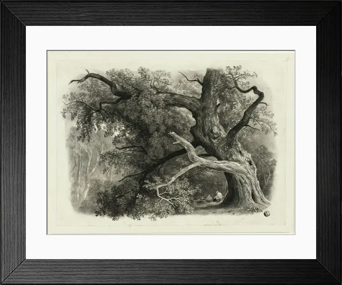 Framed Print : Old Tree in the Billah - Sherwood Forest, n.d. Creator: John Rawson Walker Framed Print : Old Tree in the Billah - Sherwood Forest, n.d. Creator: John Rawson Walker