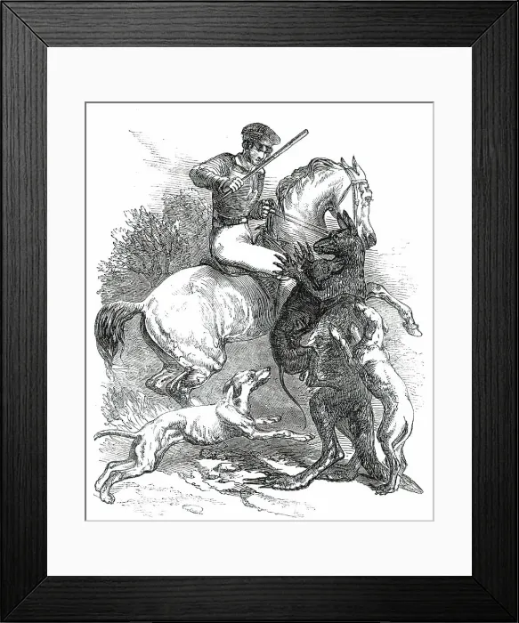 Framed Print : Killing a Boomer, 1850. Creator: Unknown. Killing a Boomer, 1850. Creator: Unknown Framed Print : Killing a Boomer, 1850. Creator: Unknown. Killing a Boomer, 1850. Creator: Unknown