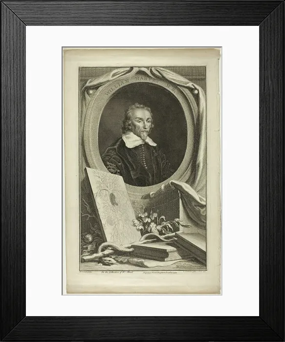 Framed Print : William Harvey, M.D. 1739. Creator: Jacobus Houbraken Framed Print : William Harvey, M.D. 1739. Creator: Jacobus Houbraken