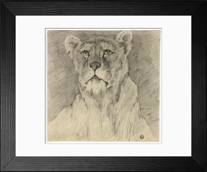 Framed Print : Front View of Seated Lioness, n.d. Creator: Frederik William Zurcher Framed Print : Front View of Seated Lioness, n.d. Creator: Frederik William Zurcher