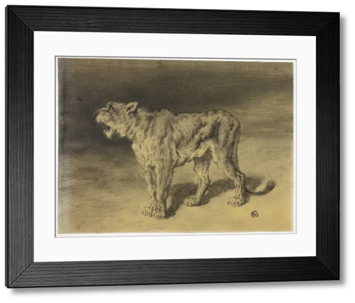 Framed Print : Lioness Roaring, n.d. Creator: Frederik William Zurcher Framed Print : Lioness Roaring, n.d. Creator: Frederik William Zurcher
