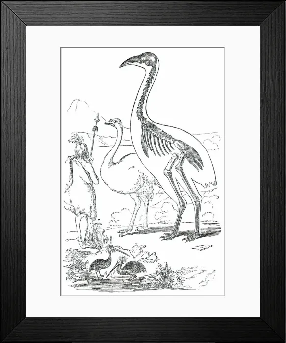 Framed Print : Comparative Sizes of Dinornis, Ostrich, and New Zealander, 1850. Creator: Unknown Framed Print : Comparative Sizes of Dinornis, Ostrich, and New Zealander, 1850. Creator: Unknown
