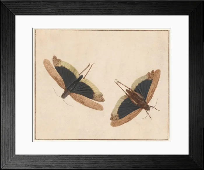 Framed Print : Two Grasshoppers, c. 1685. Creator: Herman Henstenburgh Framed Print : Two Grasshoppers, c. 1685. Creator: Herman Henstenburgh