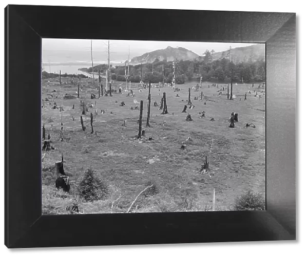 Cut-over land, part of stump ranch, California, Orick, Humboldt County, 1939. Creator: Dorothea Lange