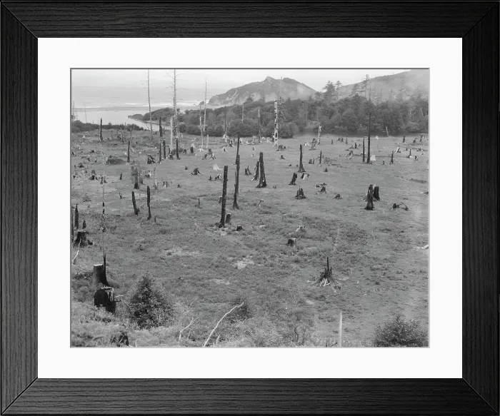 Framed Print : Cut-over land, part of stump ranch, California, Orick, Humboldt County, 1939. Creator: Dorothea Lange Framed Print : Cut-over land, part of stump ranch, California, Orick, Humboldt County, 1939. Creator: Dorothea Lange