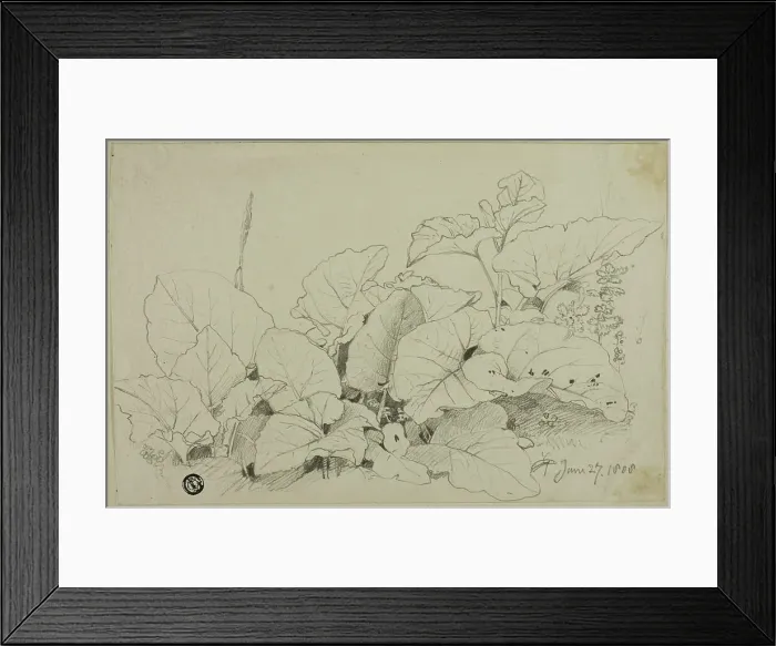 Framed Print : Clump of Leaves and Flowers, 1808 / 47. Creator: Joshua Cristall Framed Print : Clump of Leaves and Flowers, 1808 / 47. Creator: Joshua Cristall