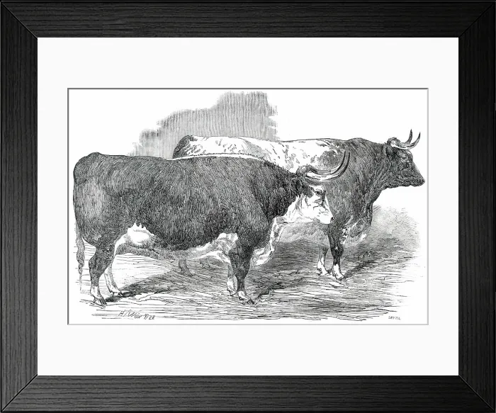 Framed Print : Class 2. No. 33 - Earl Hardwicke's Ox... 1850. Creator: Smyth Framed Print : Class 2. No. 33 - Earl Hardwicke's Ox... 1850. Creator: Smyth