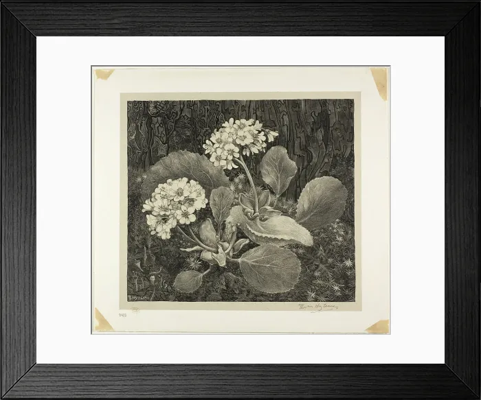 Framed Print : Little Plant in Moss, plate one from Flower Studies, 1898, printed 1917 / 19. Creator: Theo van Hoytema Framed Print : Little Plant in Moss, plate one from Flower Studies, 1898, printed 1917 / 19. Creator: Theo van Hoytema