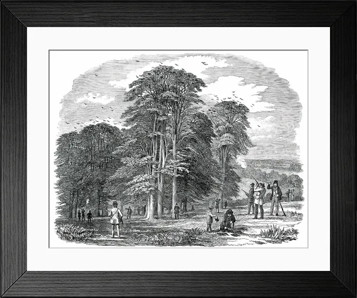 Framed Print : Rook-Shooting in Penshurst Park, 1850. Creator: Unknown