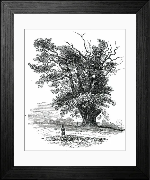 Framed Print : Turpin's Oak at Finchley, 1850. Creator: Unknown Framed Print : Turpin's Oak at Finchley, 1850. Creator: Unknown