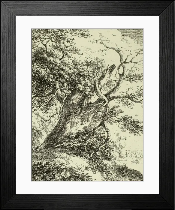 Framed Print : Old Tree, from the first issue of Specimens of Polyautography, 1801, published 1803. Creator: Thomas Hearne Framed Print : Old Tree, from the first issue of Specimens of Polyautography, 1801, published 1803. Creator: Thomas Hearne
