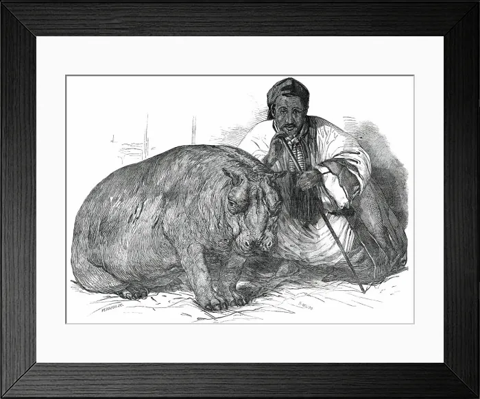 Framed Print : The Hippopotamus, in the Gardens of the Zoological Society, Regent's Park, 1850. Creator: Pearson Framed Print : The Hippopotamus, in the Gardens of the Zoological Society, Regent's Park, 1850. Creator: Pearson