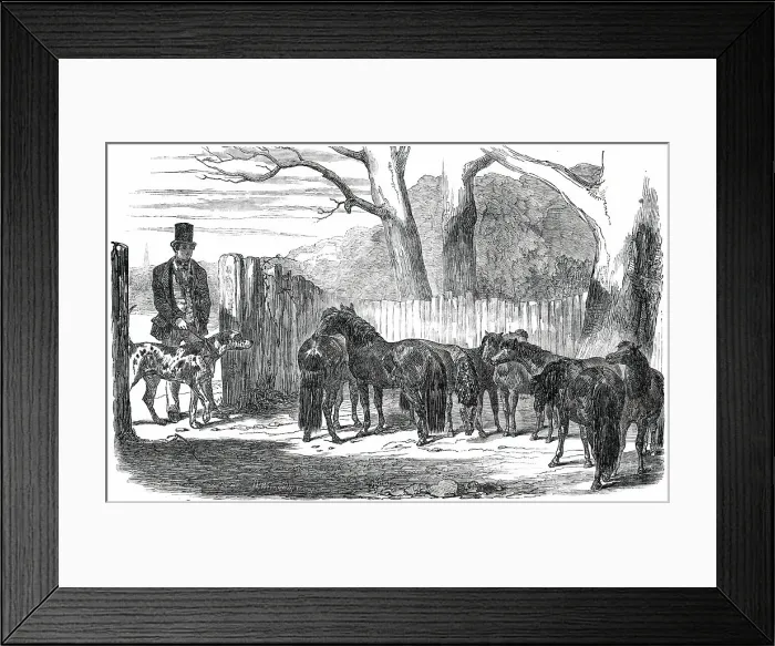 Framed Print : Shetland Ponies purchased for the Pacha of Egypt, 1850. Creators: Harrison Weir, Benjamin Herring Framed Print : Shetland Ponies purchased for the Pacha of Egypt, 1850. Creators: Harrison Weir, Benjamin Herring