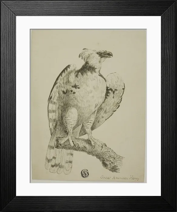 Framed Print : Great American Harpy, n.d. Creator: Unknown