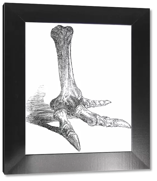 Fossil Foot of Dinornis, 1850. Creator: Unknown