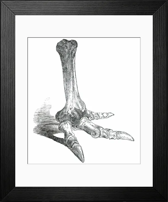 Framed Print : Fossil Foot of Dinornis, 1850. Creator: Unknown Framed Print : Fossil Foot of Dinornis, 1850. Creator: Unknown