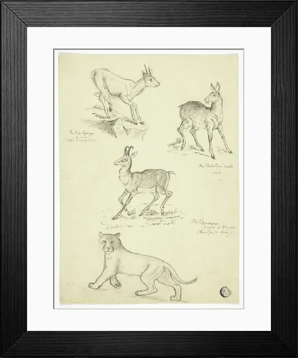 Framed Print : Chamois, Musk, Klipbok and Lion, n.d. Creators: Thomas Uwins, Samuel Howett Framed Print : Chamois, Musk, Klipbok and Lion, n.d. Creators: Thomas Uwins, Samuel Howett
