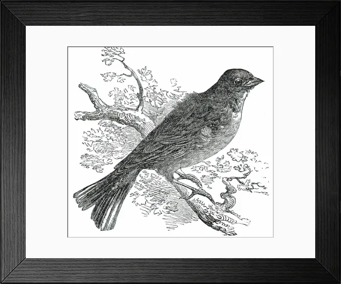 Framed Print : The Ortolan, 1850. Creator: Unknown Framed Print : The Ortolan, 1850. Creator: Unknown