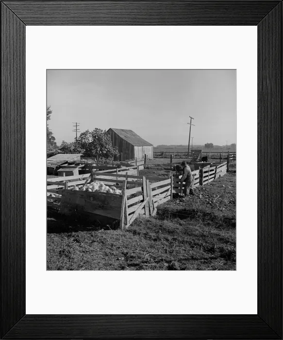 Framed Print : Farmyard of rural rehabilitation client, Tulare County, California, 1938. Creator: Dorothea Lange Framed Print : Farmyard of rural rehabilitation client, Tulare County, California, 1938. Creator: Dorothea Lange