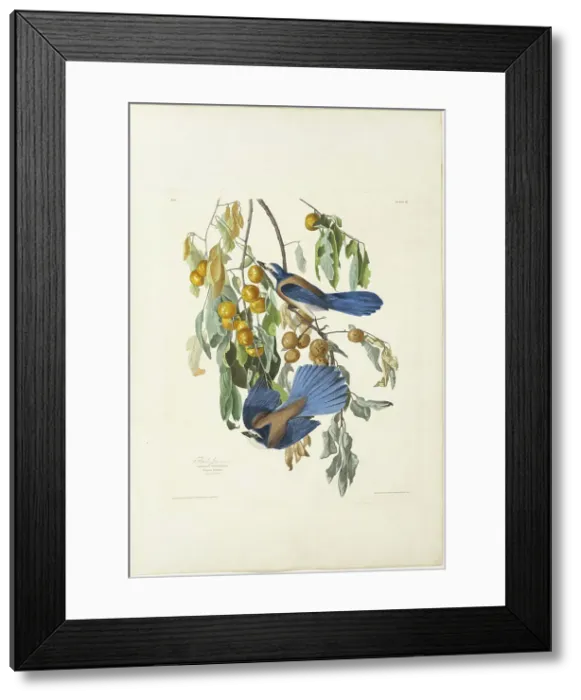 Framed Print : Florida Jay, 1830. Creator: Robert Havell Framed Print : Florida Jay, 1830. Creator: Robert Havell