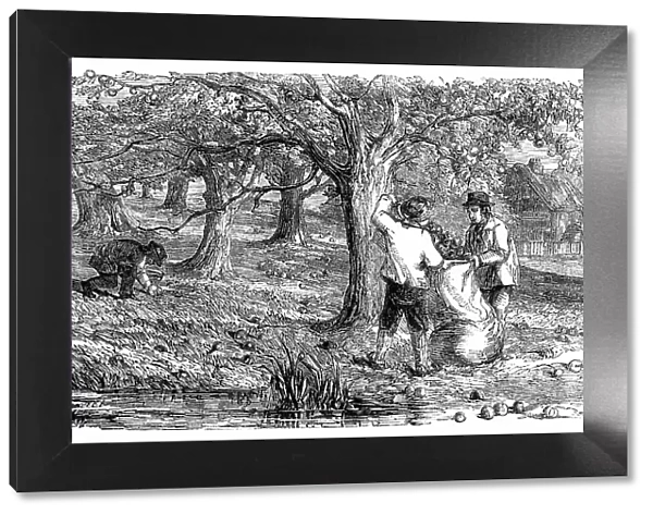 Cider-Making in Devonshire - Collecting the Grass-Fruit, 1850. Creator: Unknown