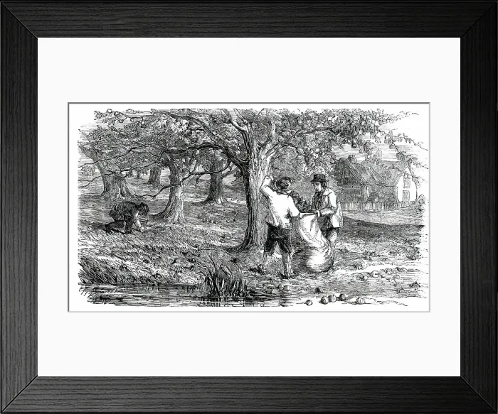 Framed Print : Cider-Making in Devonshire - Collecting the Grass-Fruit, 1850. Creator: Unknown Framed Print : Cider-Making in Devonshire - Collecting the Grass-Fruit, 1850. Creator: Unknown