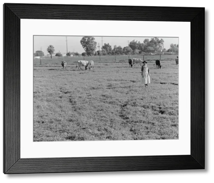 Framed Print : This farm of twelve acres operated as a prune ranch, Tulare County, California, 1938. Creator: Dorothea Lange Framed Print : This farm of twelve acres operated as a prune ranch, Tulare County, California, 1938. Creator: Dorothea Lange