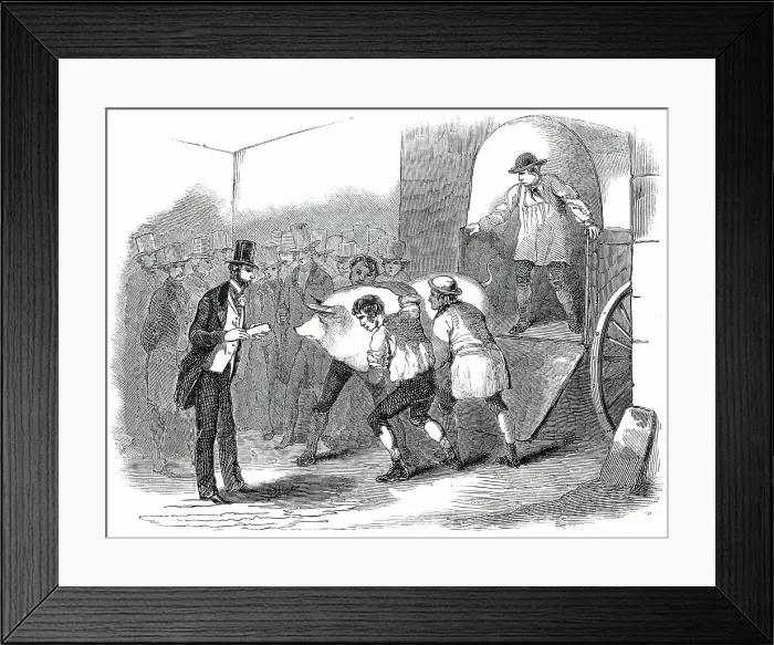 Framed Print : The Annual Exhibition of the Smithfield Club - Bringing in Fat Pig, 1850. Creator: Unknown Framed Print : The Annual Exhibition of the Smithfield Club - Bringing in Fat Pig, 1850. Creator: Unknown