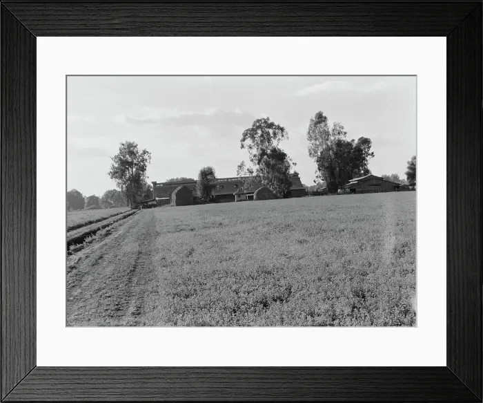 Framed Print : Barns of the old Mineral King Ranch seen across alfalfa field, Tulare County, California, 1938. Creator: Dorothea Lange Framed Print : Barns of the old Mineral King Ranch seen across alfalfa field, Tulare County, California, 1938. Creator: Dorothea Lange