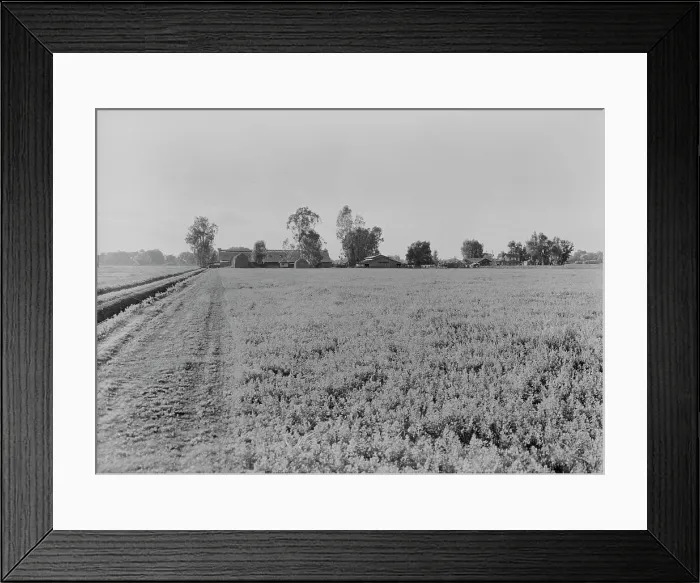 Framed Print : Barns of the old Mineral King Ranch seen across alfalfa field, Tulare County, California, 1938. Creator: Dorothea Lange Framed Print : Barns of the old Mineral King Ranch seen across alfalfa field, Tulare County, California, 1938. Creator: Dorothea Lange
