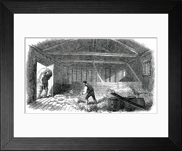 Framed Print : Cider-Making in Devonshire - Laying the Fruit, 1850. Creator: Unknown Framed Print : Cider-Making in Devonshire - Laying the Fruit, 1850. Creator: Unknown
