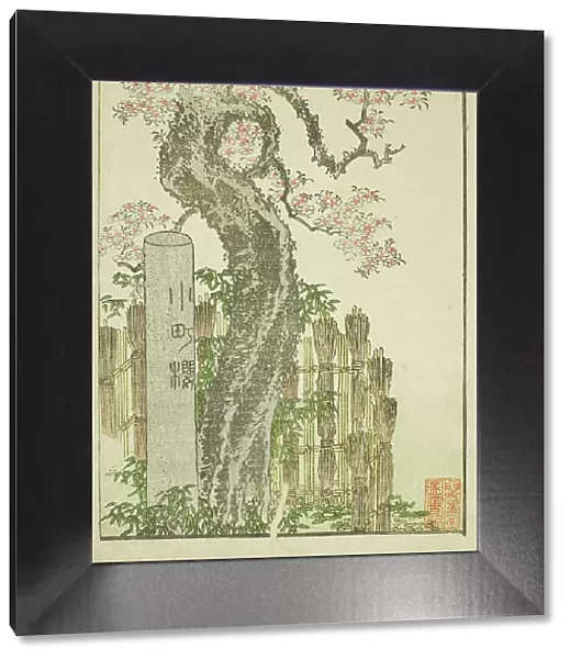 Komachi Cherry Tree (Komachi zakura), from the illustrated book 'Picture Book of... c. 1802. Creator: Hokusai. Komachi Cherry Tree (Komachi zakura), from the illustrated book 'Picture Book of... c. 1802. Creator: Hokusai