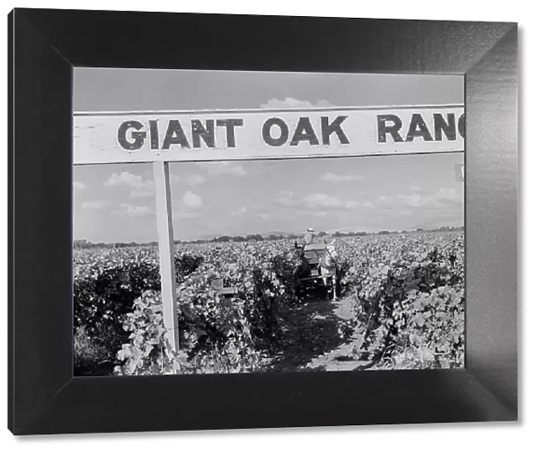Vineyard during harvest, large-scale farming, Tulare County, California, 1938. Creator: Dorothea Lange