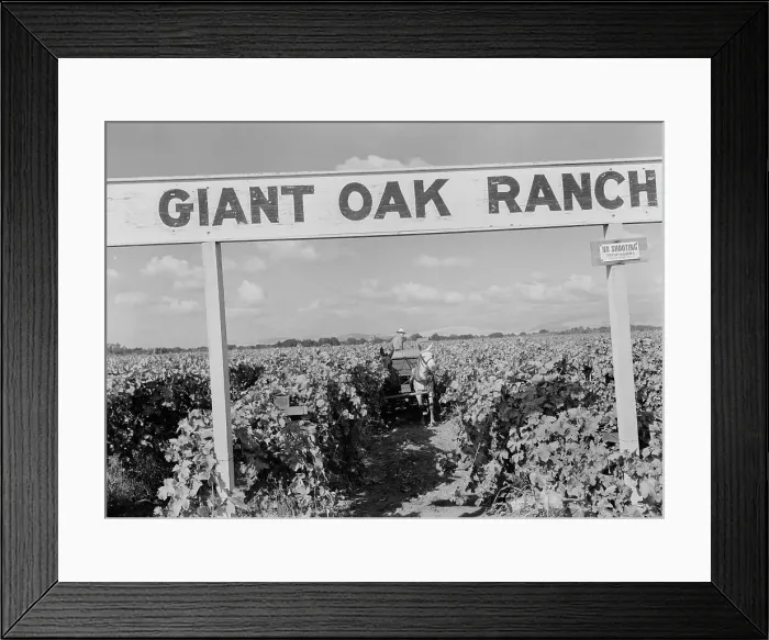 Framed Print : Vineyard during harvest, large-scale farming, Tulare County, California, 1938. Creator: Dorothea Lange Framed Print : Vineyard during harvest, large-scale farming, Tulare County, California, 1938. Creator: Dorothea Lange
