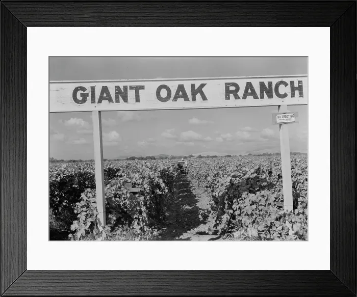 Framed Print : Vineyard during harvest, Tulare County, California, 1938. Creator: Dorothea Lange Framed Print : Vineyard during harvest, Tulare County, California, 1938. Creator: Dorothea Lange