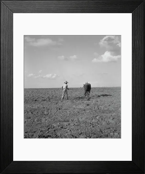 Framed Print : Harrowing, West Texas, 1937. Creator: Dorothea Lange Framed Print : Harrowing, West Texas, 1937. Creator: Dorothea Lange