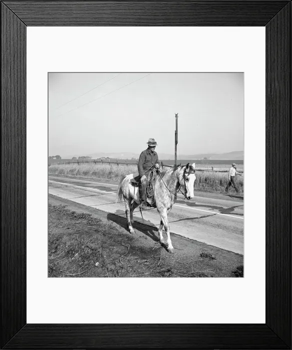 Framed Print : Cowboy bringing cattle in from range, Contra Costa County, 1938. Creator: Dorothea Lange Framed Print : Cowboy bringing cattle in from range, Contra Costa County, 1938. Creator: Dorothea Lange