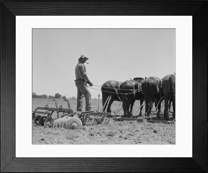 Framed Print : Disc drawn by seven horses used in the cornfields of California, Tulare County, California, 1937. Creator: Dorothea Lange Framed Print : Disc drawn by seven horses used in the cornfields of California, Tulare County, California, 1937. Creator: Dorothea Lange