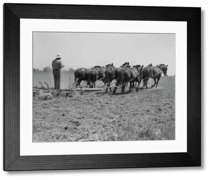 Framed Print : Seven-horse disc used in cultivating corn, Tulare County, California, 1937. Creator: Dorothea Lange Framed Print : Seven-horse disc used in cultivating corn, Tulare County, California, 1937. Creator: Dorothea Lange