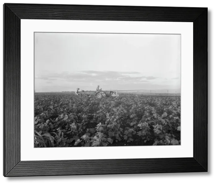 Framed Print : The tractor pulls a riding plow, near Centrae, Texas, 1937. Creator: Dorothea Lange Framed Print : The tractor pulls a riding plow, near Centrae, Texas, 1937. Creator: Dorothea Lange