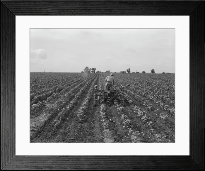 Framed Print : Tractor in cotton, near Corsicana, Texas, 1937. Creator: Dorothea Lange Framed Print : Tractor in cotton, near Corsicana, Texas, 1937. Creator: Dorothea Lange